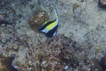 Fish swimming near the coral