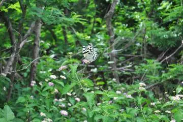 One of the many butterflies we saw while walking down the path to the beach.