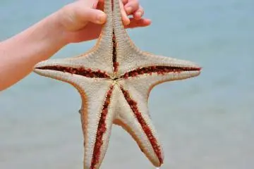 A big starfish we found in the shallow water. Its feet look like little mushrooms.