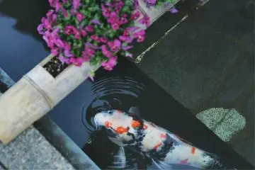 Koi swimming in clear waters