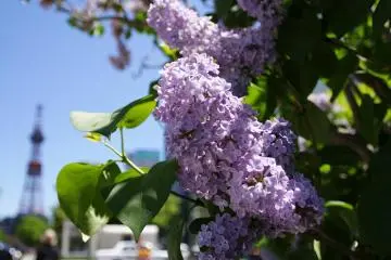 <p>Sapporo en pleine floraison</p>