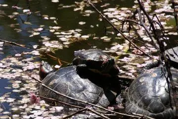 Turtles just catching some rays