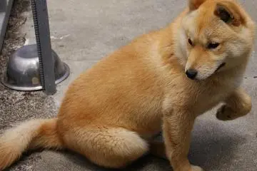 Hokkaido dogs