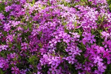 Color everywhere in the region of Furano