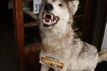 His bark is worse than his bite
