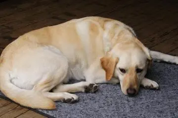 Vicious guard dog