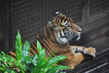 The lonesome tiger watching the rain fall.