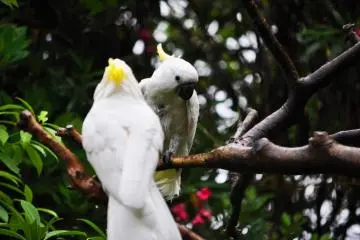 These cockatoos were the liveliest of all the creatures in the zoo.