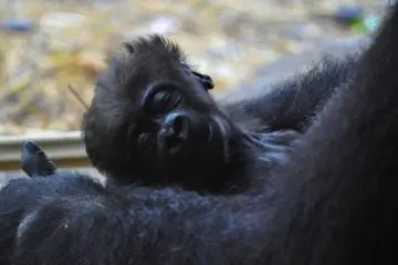 This baby gorilla has the sweetest face.