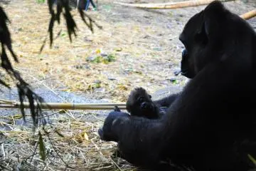 Baby gorilla and it's mom.