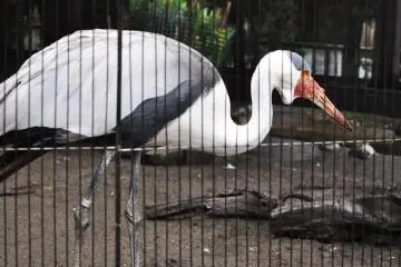 It was nice to see a crane in Japan given the prominence of cranes in traditional Japanese Art.
