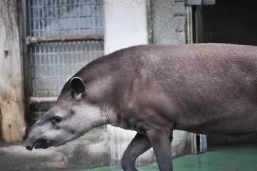 My first time ever seeing a Tapir. I didn't even know they existed.