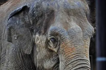 What a beautiful and wise-looking creature. There were both African and Asian elephants at the zoo.