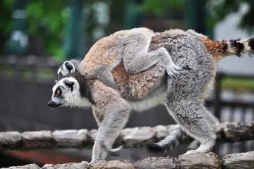 Two of the lemurs had babies they were carrying around on their backs.