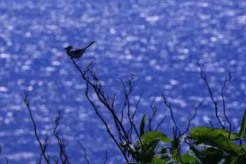 Perched on a twig while bathing in the sun