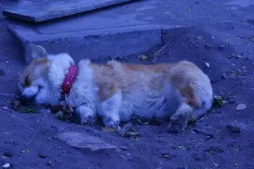 That is one smart dog