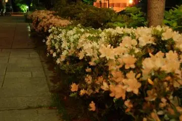 Back down the hills of Motomachi