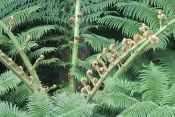 Tree fern you can eat, young shoots good as tempura.