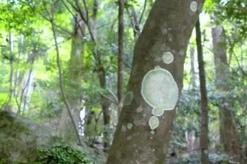<p>ศิลปะแห่งธรรมชาติ</p>