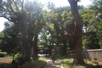 Beautiful days like this are complete with a trip to Ueno Park.