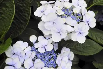 ดอกอะจิไซสีขาว