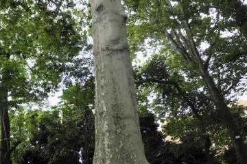 <p>A 150 year old tree</p>