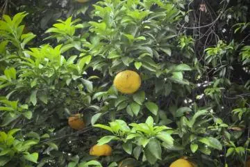 <p>Even some fruit</p>