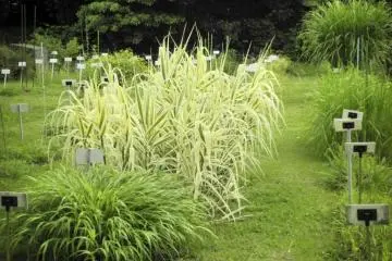<p>Maintained shrubbery</p>