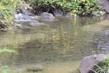 Birds shower on a hot day