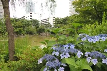 꽃 시즌