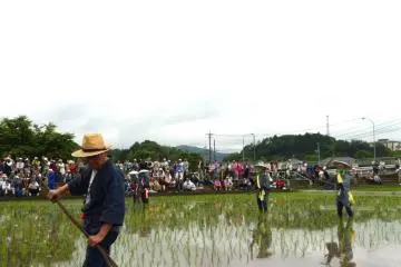 ทำงานในนาข้าว
