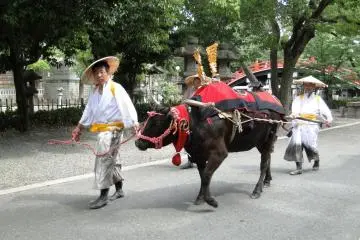 논으로 향하는 물소
