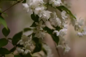 톱날 산의 여신
