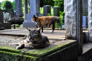 The Cats of Yanaka