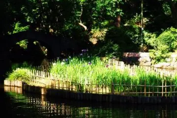 Flowers in the middle of the water