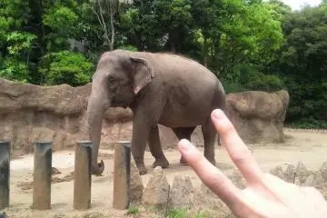 코끼리! 먹이 주기 해보세요^^*