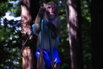 PETA supporters please look away now
