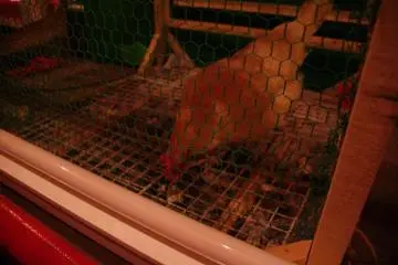 I fear this chicken is not long for this earth