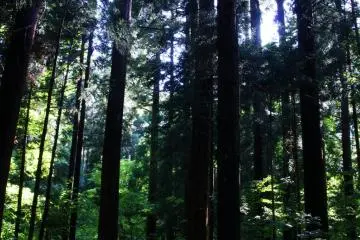 Forest walk to the zoo