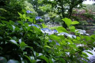 Take a stroll at Arisugawa-no-miya Memorial Park 160 meters from Azabu Court