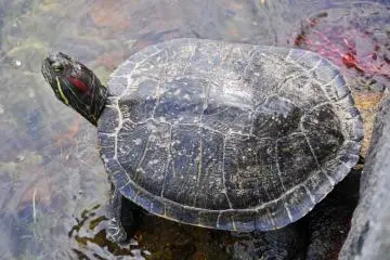 It seems as though this turtle had found the perfect spot to relax. (Photo: Michelle Madden)