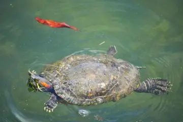 There were many turtles in the water that day. This one was enaging in some light swimming near the surface of the water. (Photo: Michelle Madden)