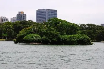 An island of trees in the middle of the lake. I spotted a few large birds close to this island. (Photo: Michelle Madden)
