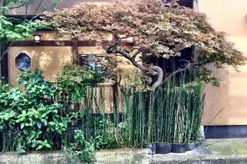 The tiny but elegant garden 