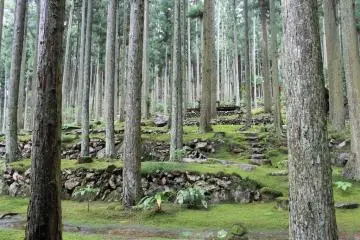 The forested slopes around Kokemushiro Cafe