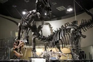 T-Rex! (Photo: Takane Shoji )