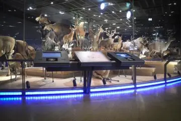 Gallery image