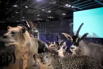 Whoa! More animals!