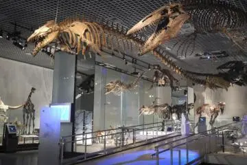 Marine Dinasour