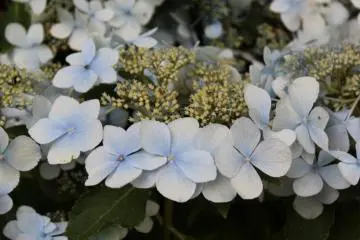 Blue Ajisai (Photo: Erika Clark )